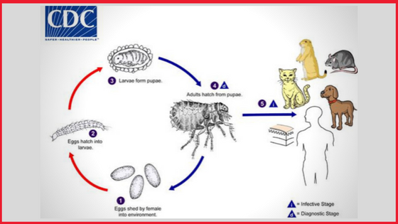 Life Cycle and Transmission into Cats - How can a cat get fleas