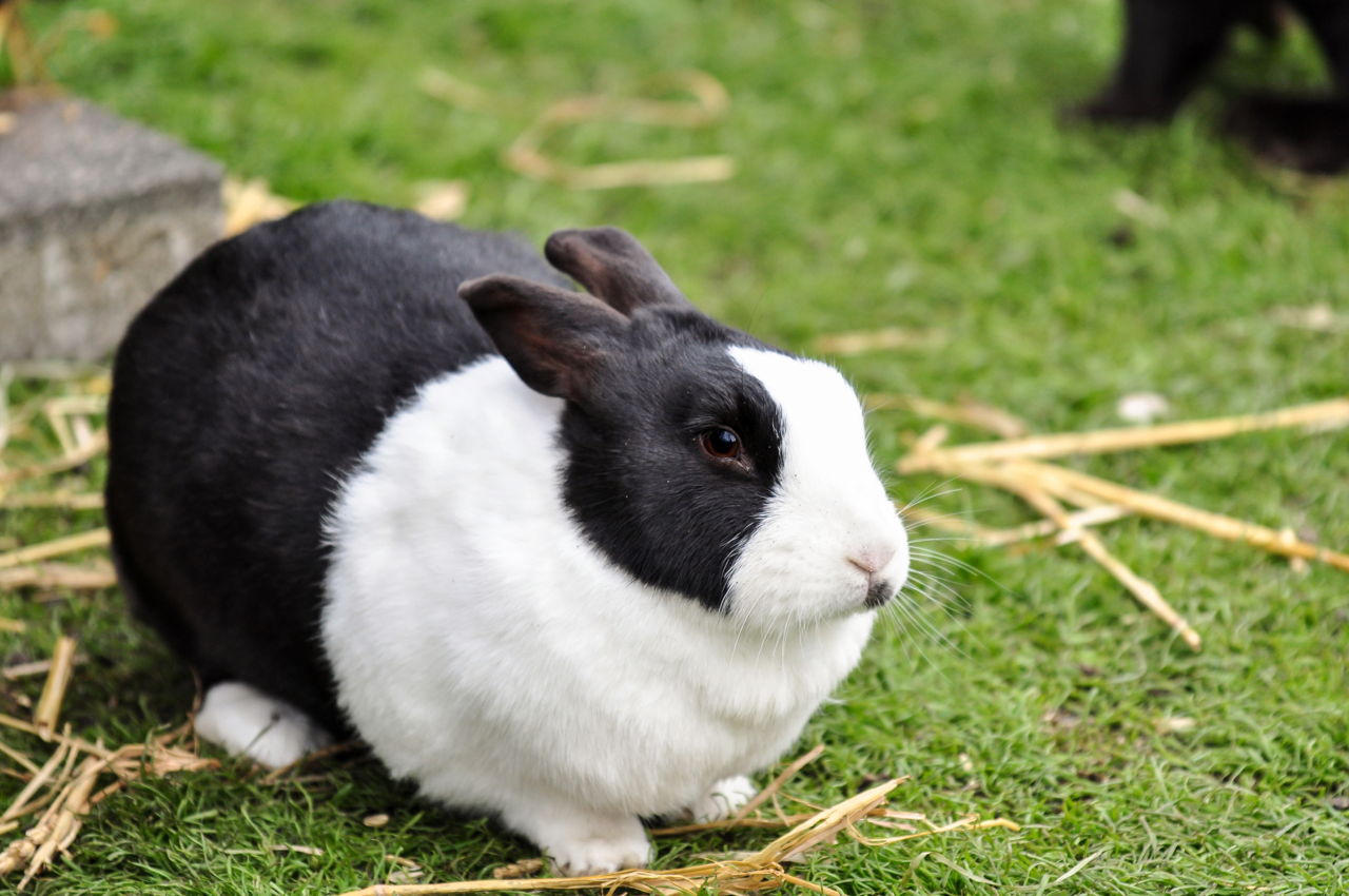 how long do rabbits live as pets