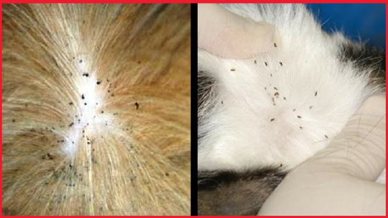 Sergeant’s Pronyl Otc for Cats Kills Fleas, Ticks, and Chewing Lice 3