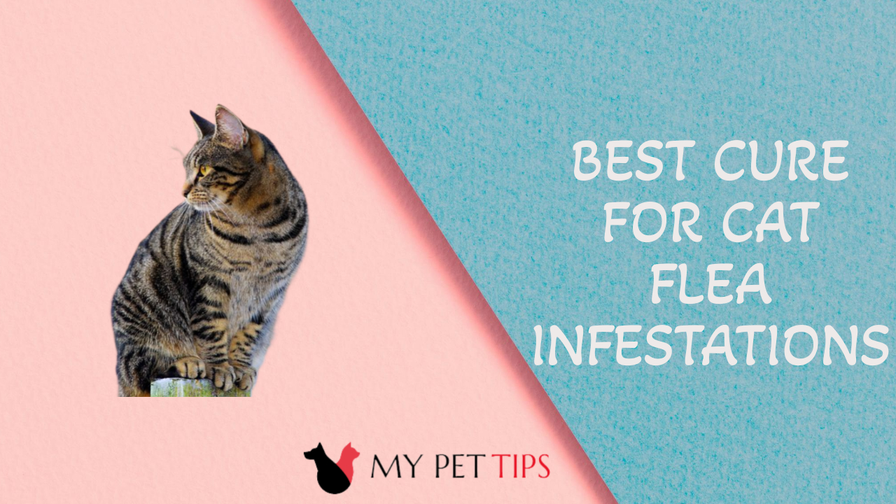 Best Cure for Cat Flea Infestations