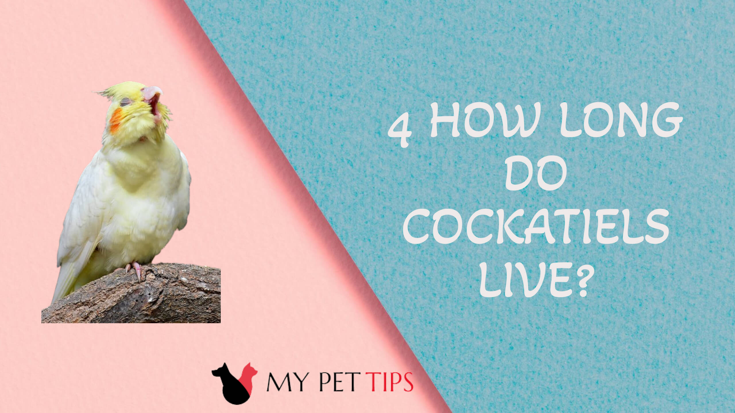 4 How Long Do Cockatiels Live