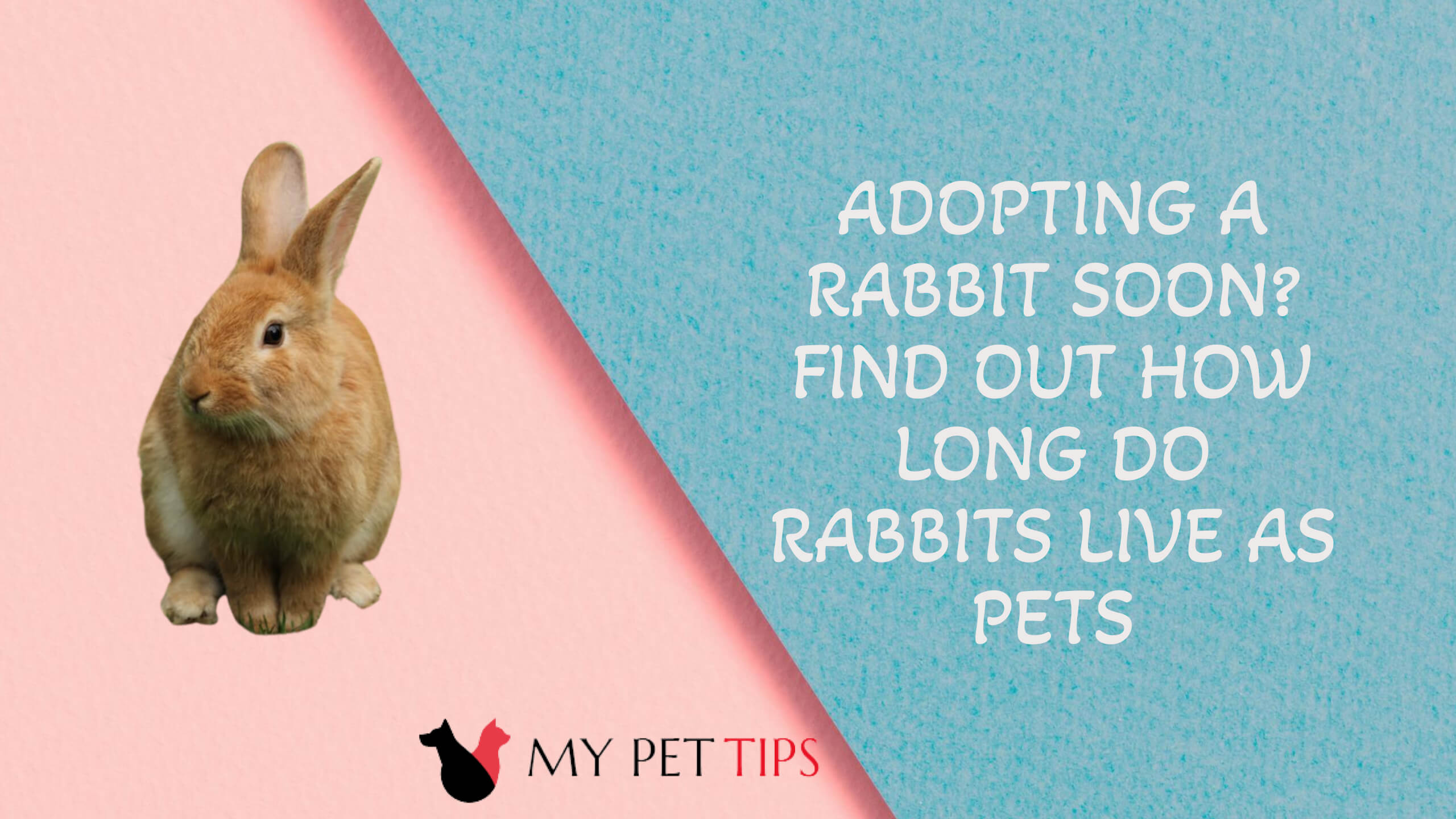 Adopting A Rabbit soon Find Out How Long Do Rabbits Live as Pets