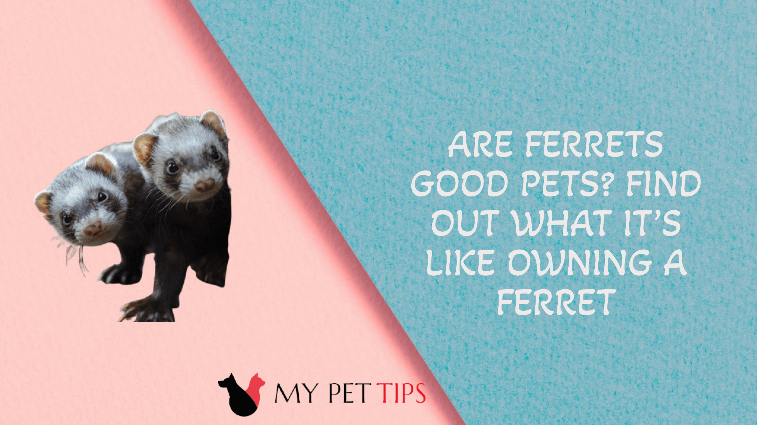 Are Ferrets Good Pets Find Out What It’s Like Owning A Ferret
