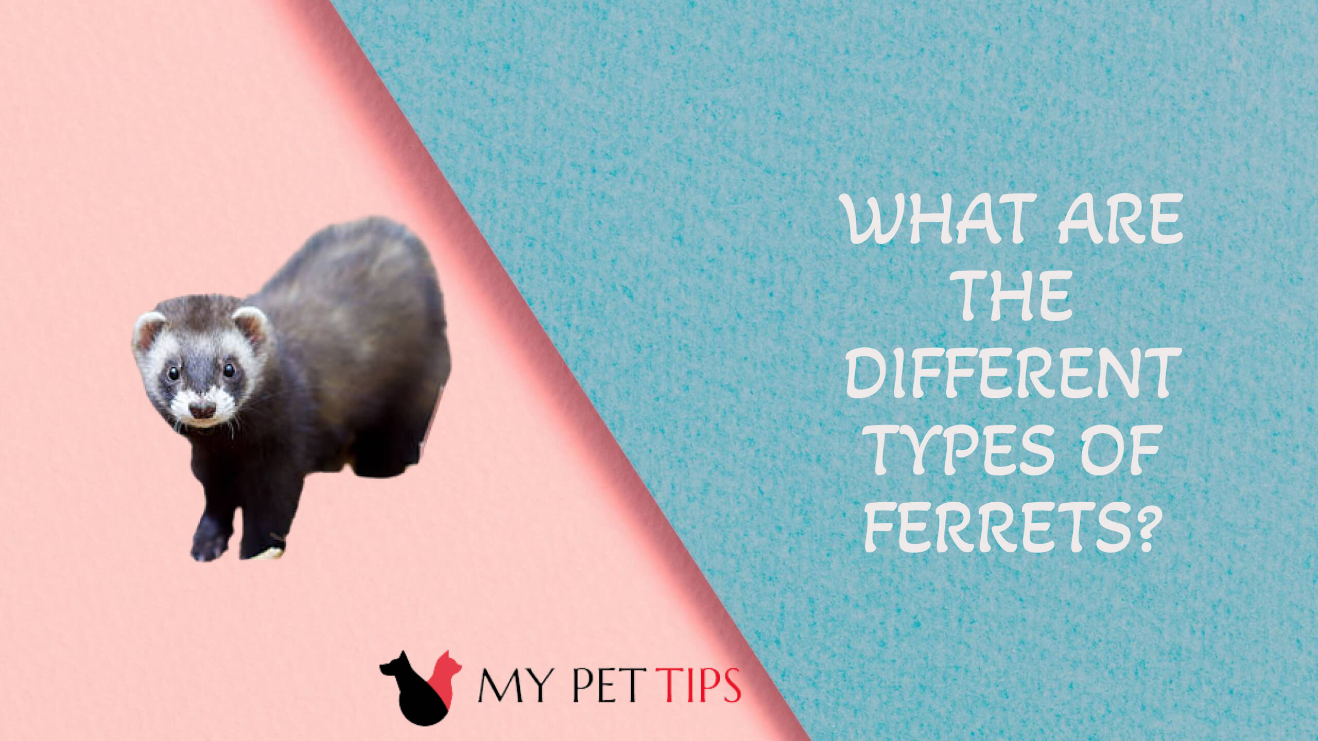 What Are The Different Types Of Ferrets
