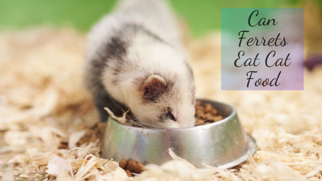 Can Ferrets Eat Cat Food? 2021 My Pet Tips