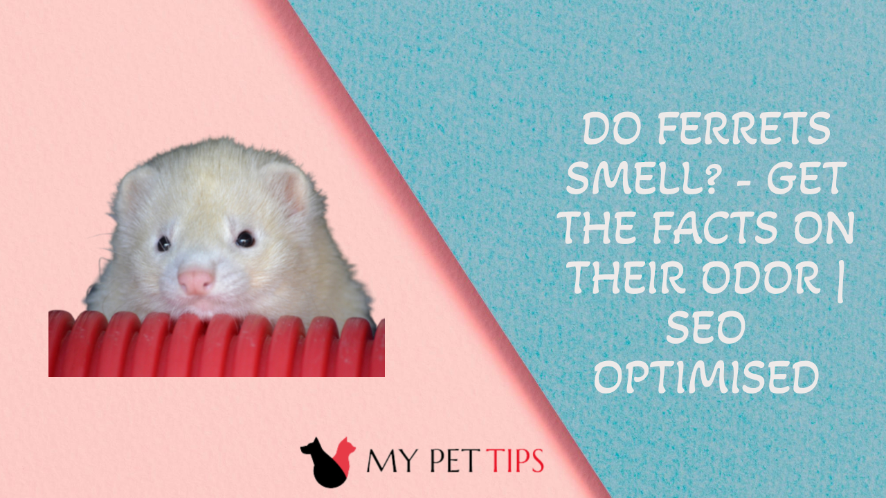 Do Ferrets Smell? - Get the Facts on Their Odor | SEO Optimised