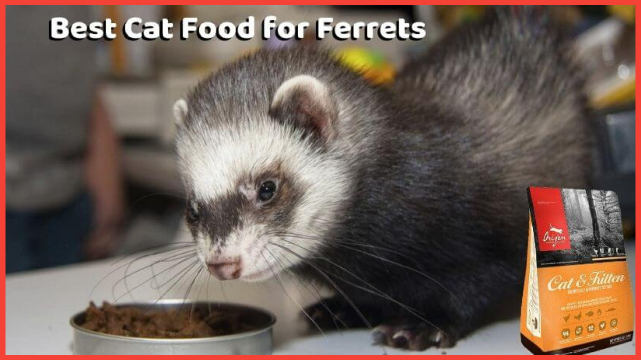 Find The 7 Best Cat Food For Ferrets With Certain Product Reviews My