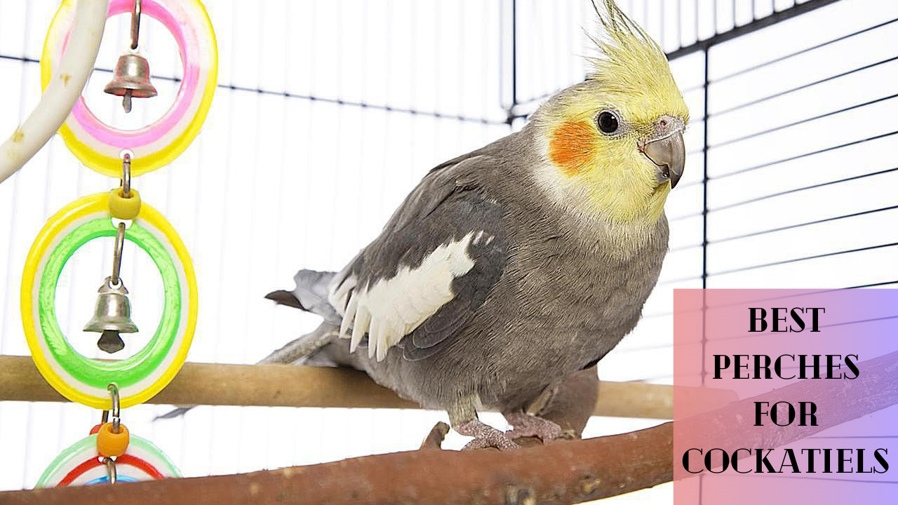 best perches for cockatiels