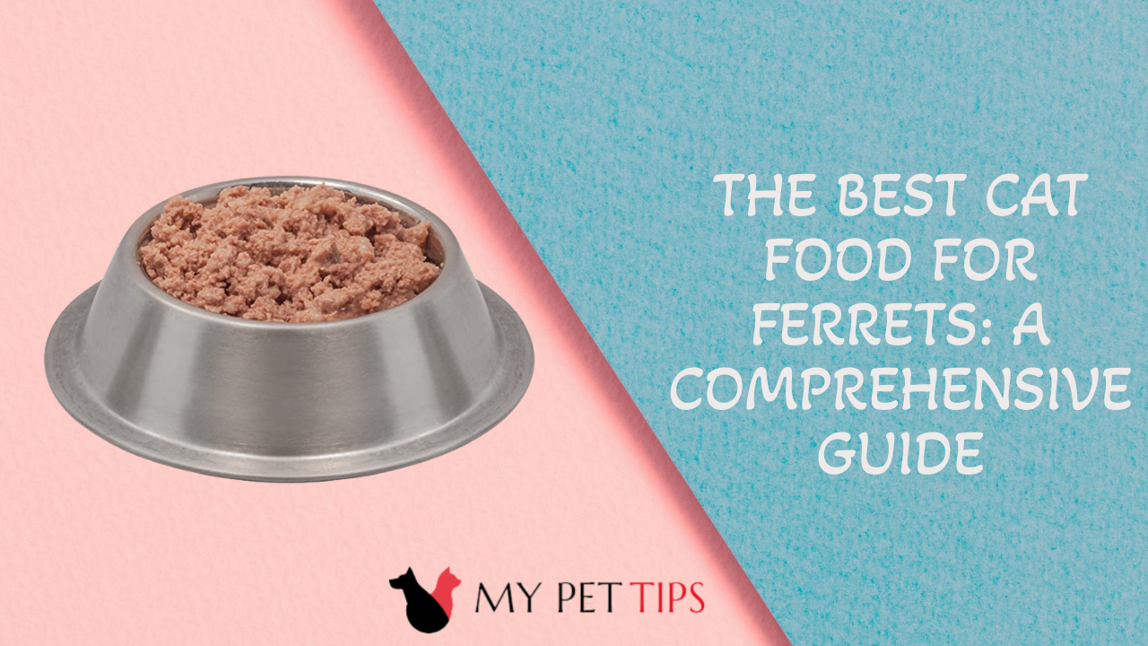 The Best Cat Food for Ferrets: A Comprehensive Guide