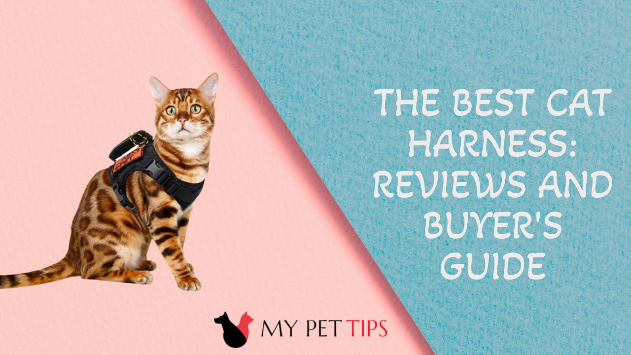 The Best Cat Harness: Reviews and Buyer's Guide
