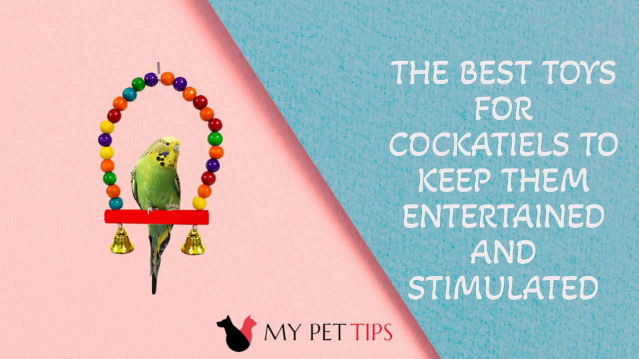 The Best Toys for Cockatiels to Keep Them Entertained and Stimulated