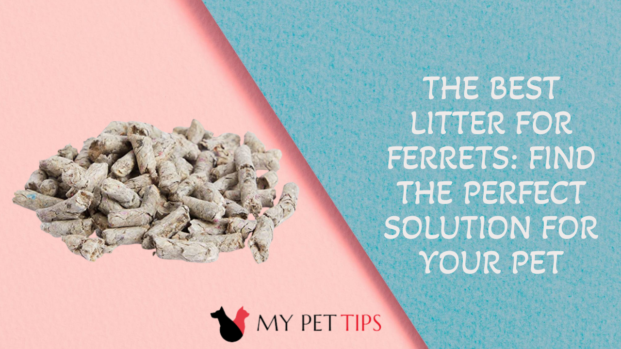 The Best Litter for Ferrets: Find the Perfect Solution for Your Pet