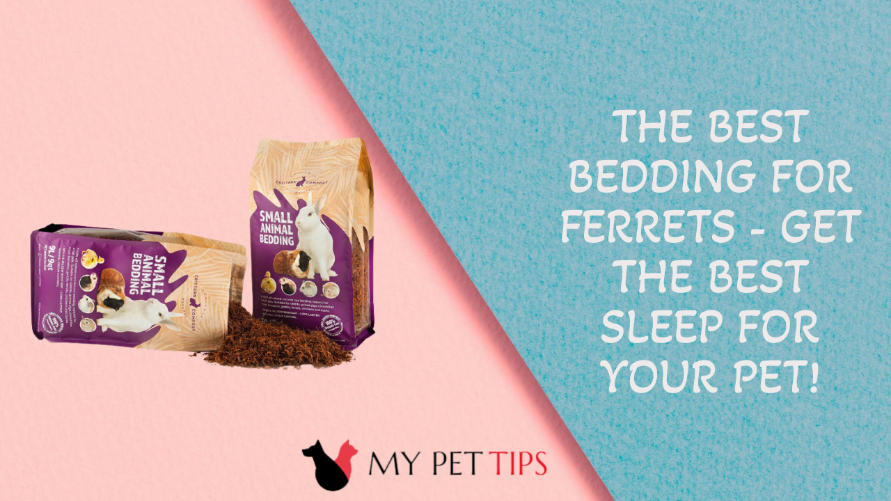 The Best Bedding for Ferrets - Get the Best Sleep for Your Pet!