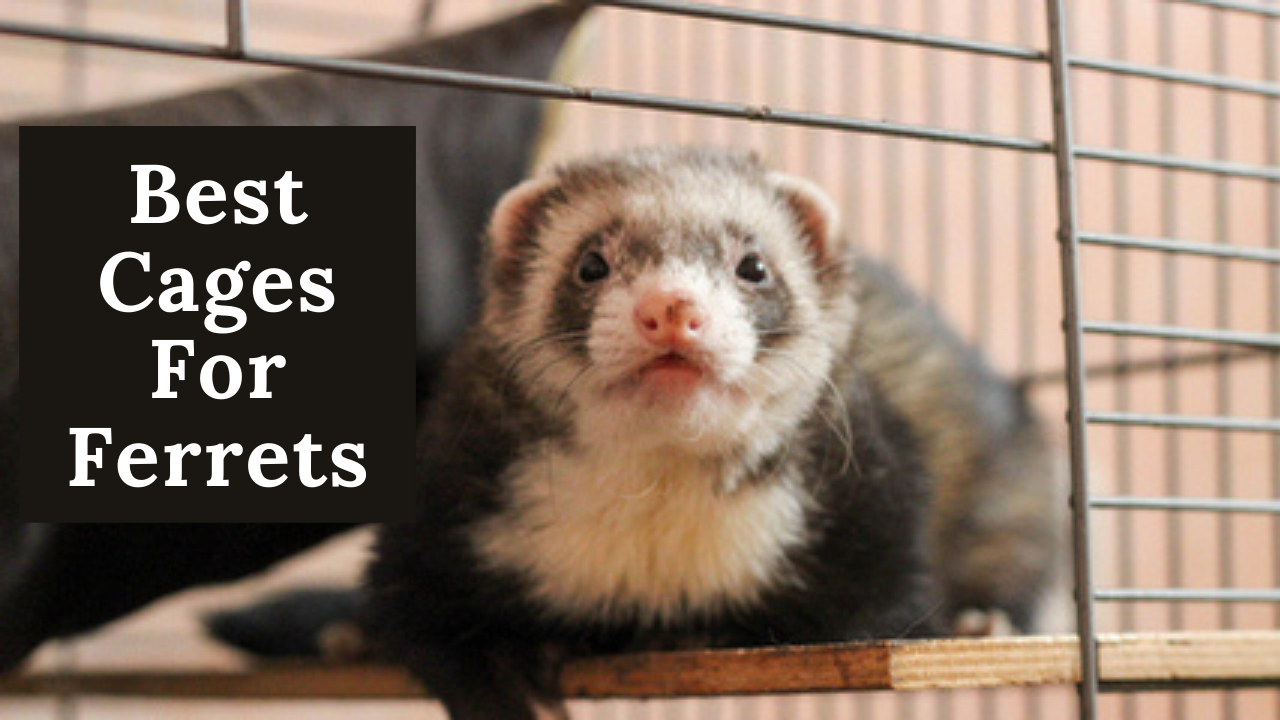 Best Cages For Ferrets