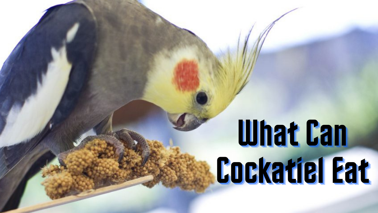what can cockatiel eat