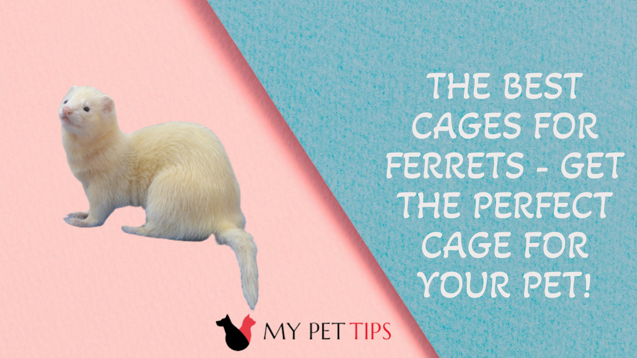 The Best Cages for Ferrets - Get the Perfect Cage for Your Pet!
