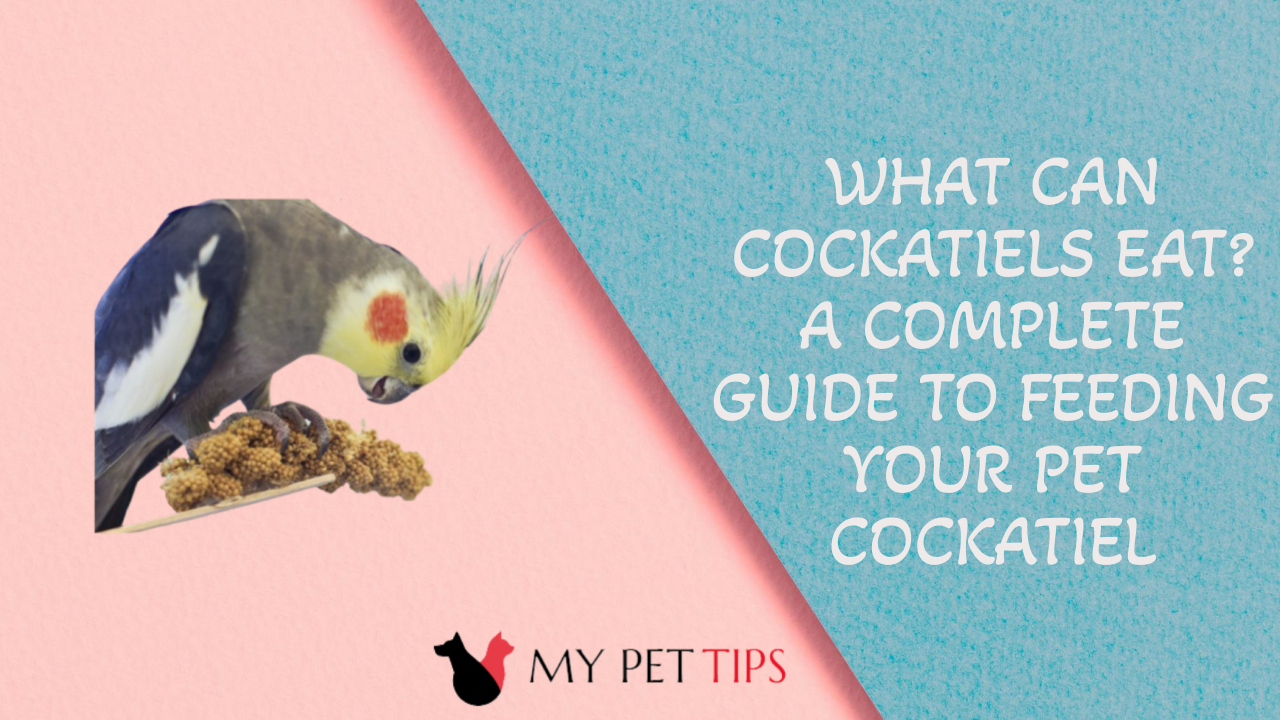 What Can Cockatiels Eat? A Complete Guide to Feeding Your Pet Cockatiel