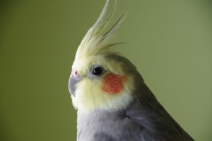 how much does a cockatiel cost