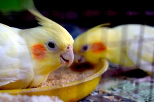 how much does a cockatiel cost 