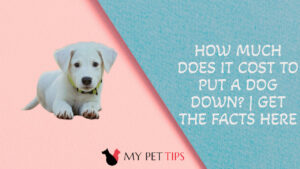 How Much Does It Cost to Put a Dog Down? | Get the Facts Here