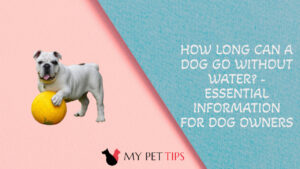 How Long Can a Dog Go Without Water? - Essential Information for Dog Owners