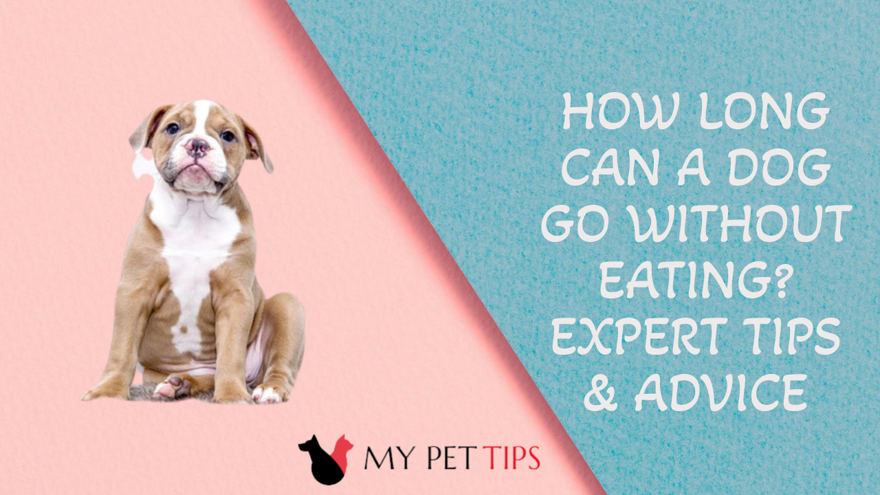 How Long Can a Dog Go Without Eating? Expert Tips & Advice