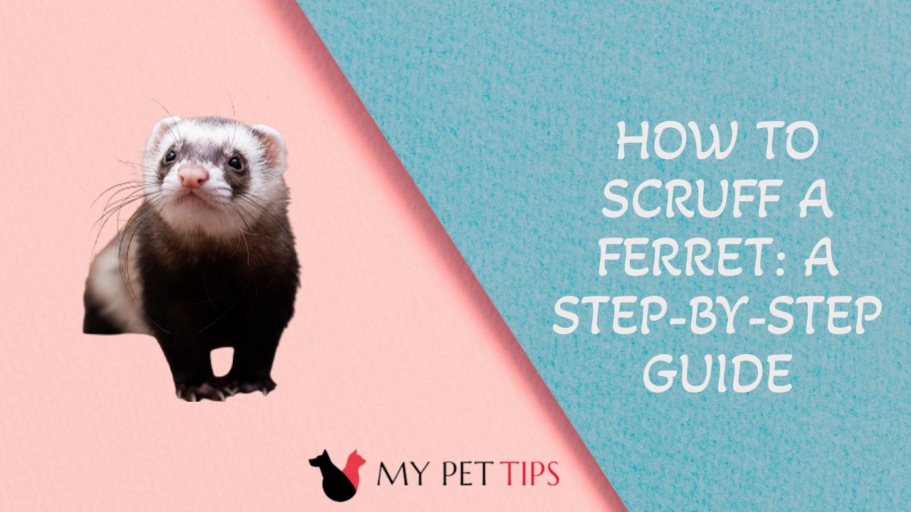 How to Scruff a Ferret: A Step-by-Step Guide