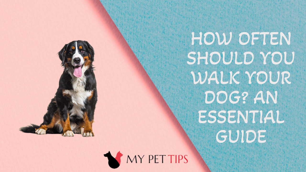 How Often Should You Walk Your Dog? An Essential Guide