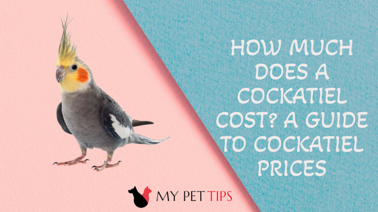 How Much Does a Cockatiel Cost? A Guide to Cockatiel Prices