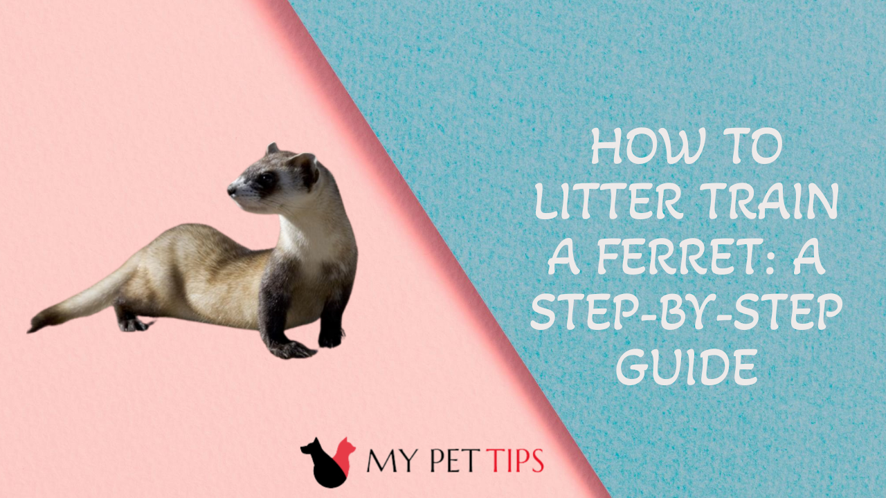 How To Litter Train A Ferret: A Step-by-Step Guide