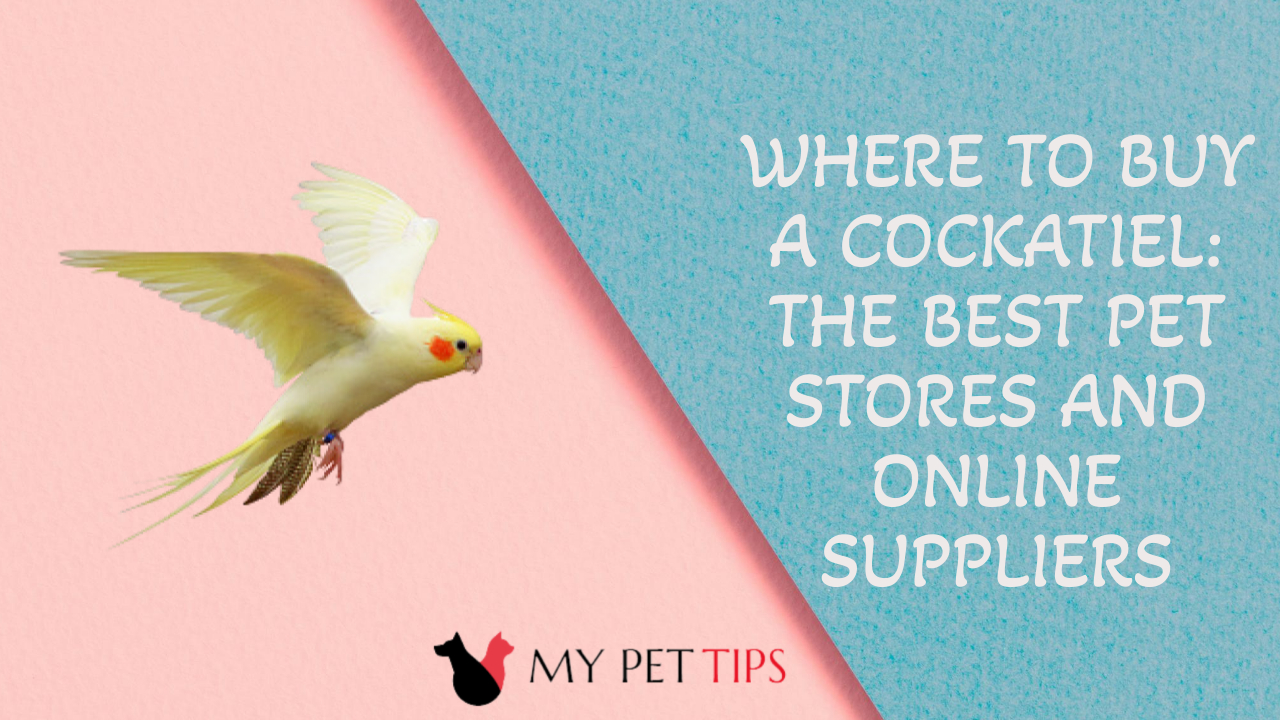 Where to Buy a Cockatiel: The Best Pet Stores and Online Suppliers