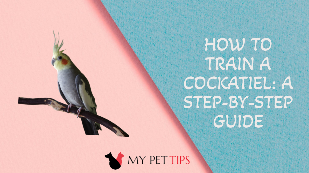 How to Train a Cockatiel: A Step-by-Step Guide