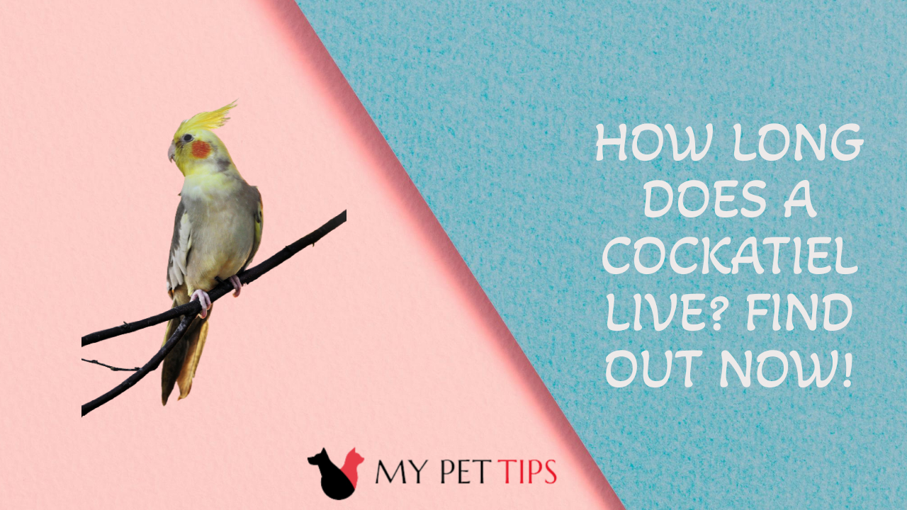 How Long Does a Cockatiel Live? Find Out Now!