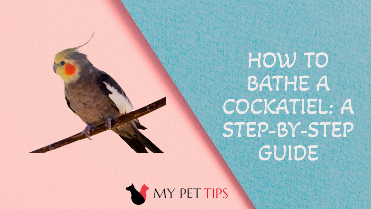 How to Bathe a Cockatiel: A Step-by-Step Guide
