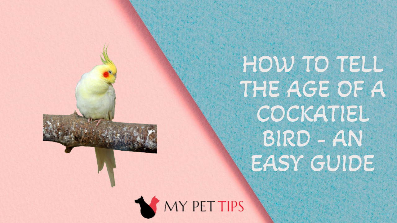 How to Tell the Age of a Cockatiel Bird - An Easy Guide