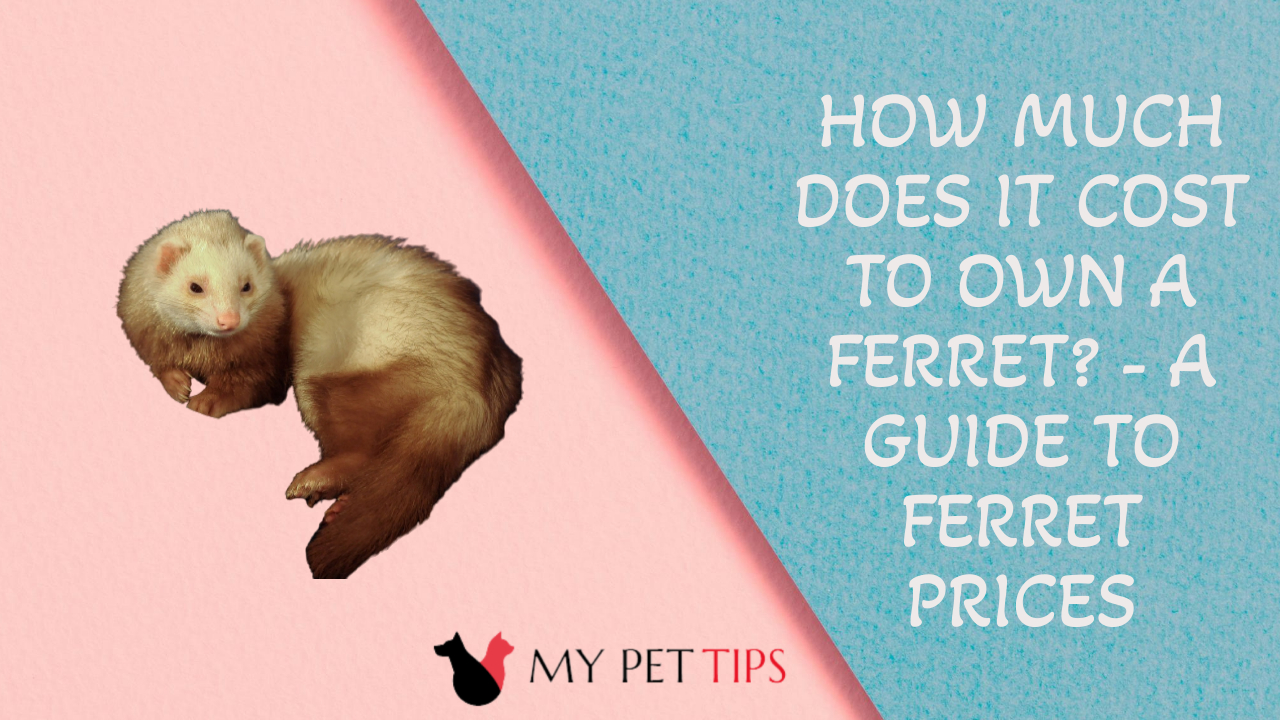 How Much Does it Cost to Own a Ferret? - A Guide to Ferret Prices