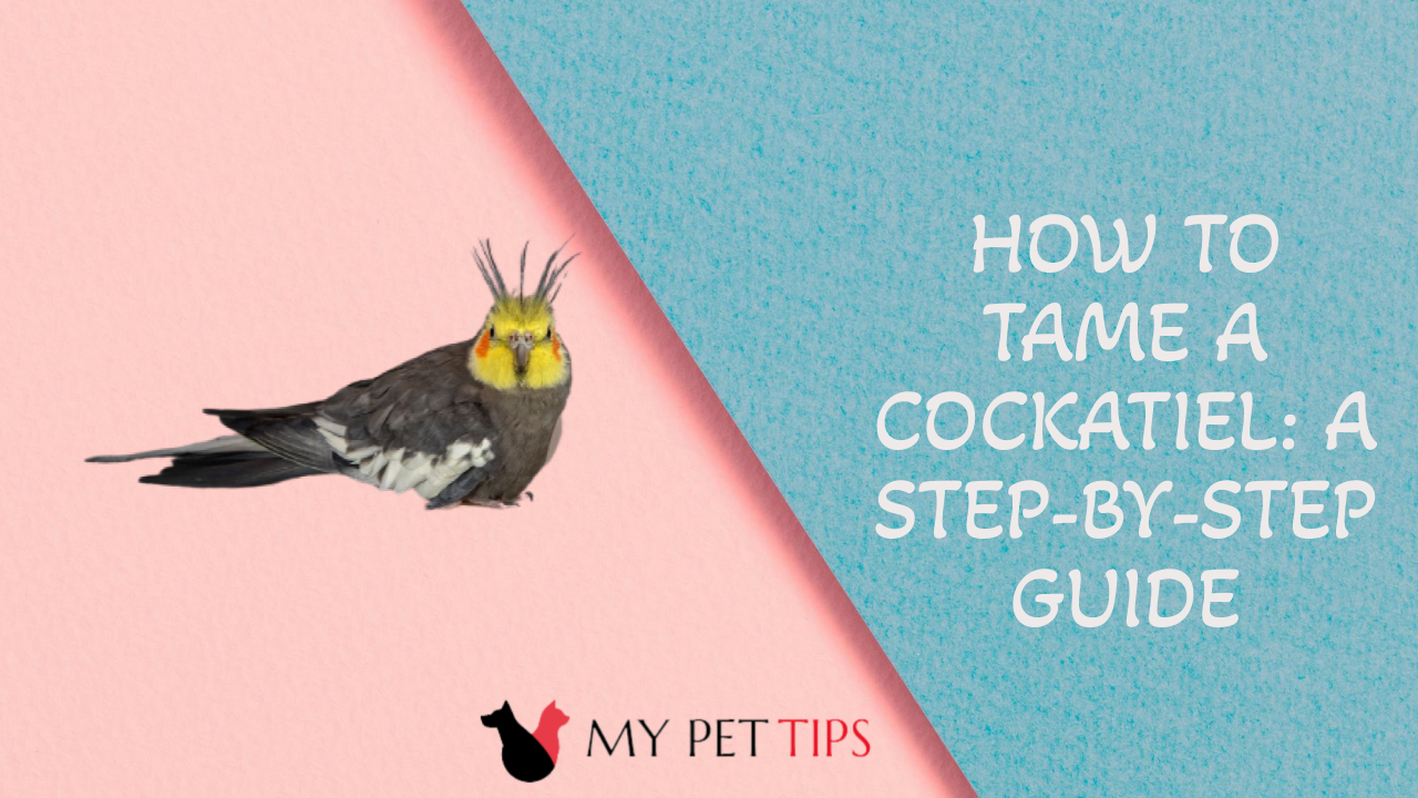 How to Tame a Cockatiel: A Step-by-Step Guide