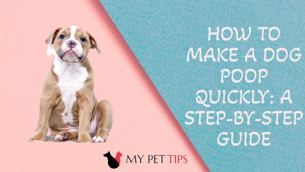 How to Make a Dog Poop Quickly: A Step-by-Step Guide