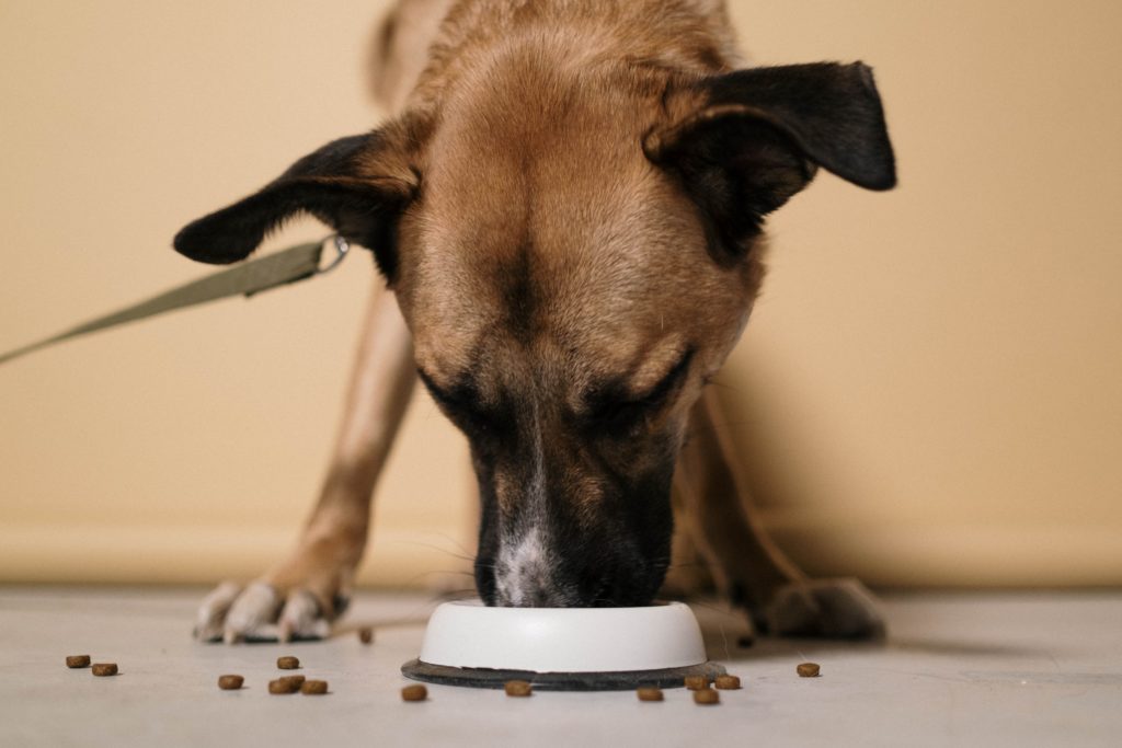 how long can a dog go without eating