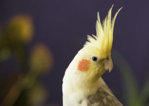 How to tell the age of a cockatiel bird