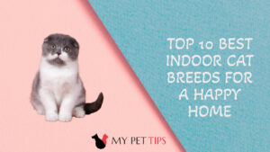 Top 10 Best Indoor Cat Breeds for a Happy Home
